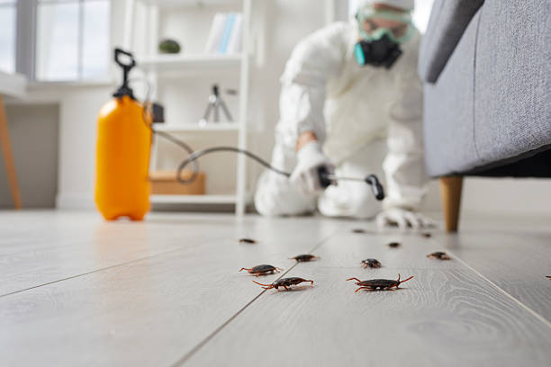 Affordable Termite Control solutions in Kaufman, TX
